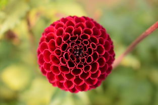 世界上最神奇的果子，世界上最神奇的谷子