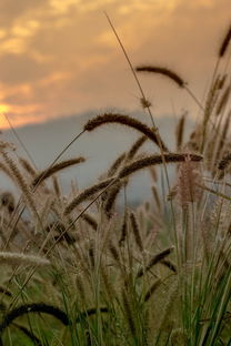 世界上最神奇的果子,世界上最神奇的谷子