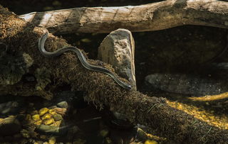 世界上最善良的蛇,世界上最善良的蛇是什么蛇?