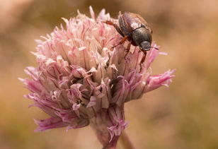 世界甲虫图片大全大图，世界甲虫大小排名前十