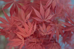 世界上最臭的树叶图片，世界上最臭的树叶