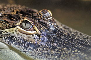 恐龙世界有什么动物，恐龙世界生物排名前十