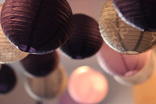 世界最大花螺排名前十的是哪个，世界最大花螺排名前十的是哪个国家