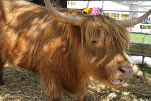 广告游戏卡包，中国最牛的卡牌游戏广告