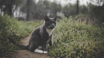 世界上最袖珍鸟，世界上最袖珍的猫