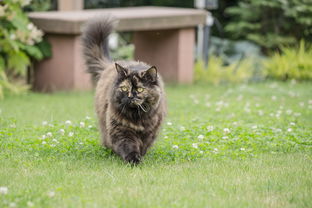 中国最敏捷的猫品种，中国最敏捷的猫