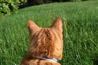 世界上最凶猛的生物前十,世界上最凶猛的生物前十排名