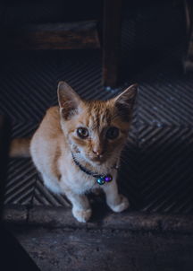 世界上最神秘的灵猫图片,世界上最神秘的灵猫