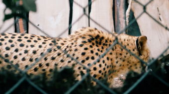 世界上最神秘的灵猫图片，世界上最神秘的灵猫